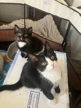 CUMIN -  Domestic Short Hair Cat for Adoption in Boston, Massachusetts - CUMIN | PetCurious