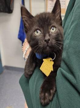 STARSHINE -  Domestic Short Hair Cat for Adoption in St. Louis, Missouri - STARSHINE | PetCurious
