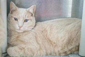 Domestic Short Hair Cats Available for Adoption - LEO | PetCurious