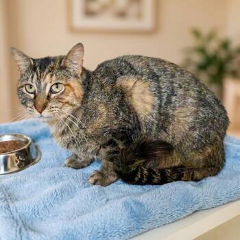 Domestic Short Hair Cats Available for Adoption in South Elgin, Illinois - Lemonade | PetCurious