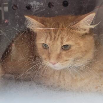 Rescue Domestic Short Hair Cats for Adoption in Columbus, Georgia - 11/20/2025-Stray-18thAvenue-"Evon 9540" | PetCurious