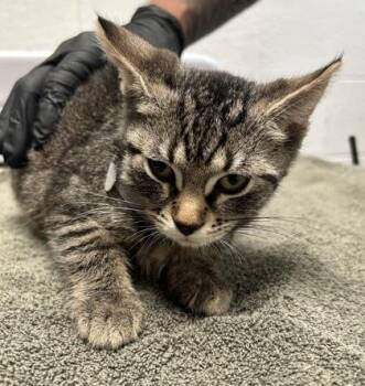 Deidre -  Domestic Short Hair Cat for Adoption in Fairfax, Virginia - Deidre | PetCurious