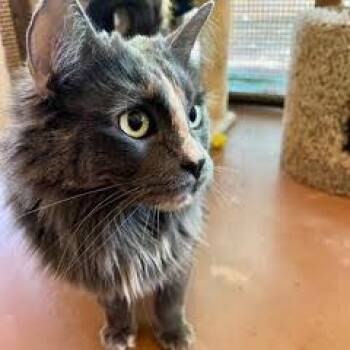 Domestic Long Hair Cats Available for Adoption in Green Valley, Arizona - Sabrina | PetCurious