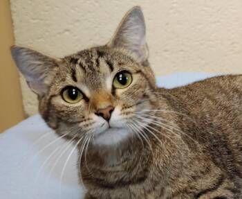 Olivia -  Tabby Cat for Adoption in Euclid, Ohio - Olivia | PetCurious