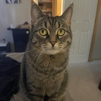 Rescue Domestic Short Hair Cats for Adoption in Monticello, Minnesota - Dash | PetCurious