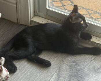 Jazzy Town -  Domestic Short Hair Cat for Adoption in Chandler, Arizona - Jazzy Town | PetCurious