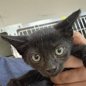 Anna -  Domestic Short Hair Cat for Adoption in Leander, Texas - Anna | PetCurious