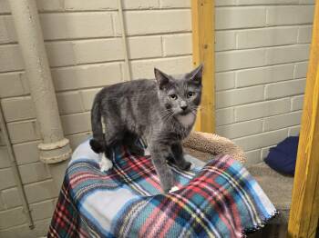 Rescue Domestic Short Hair Cats for Adoption in Nogales, Arizona - Johnny | PetCurious