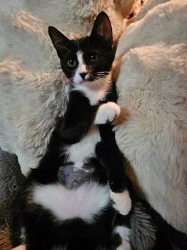 Beatrice Sh. -  Domestic Short Hair Cat for Adoption in West Peoria, Illinois - Beatrice Sh. | PetCurious
