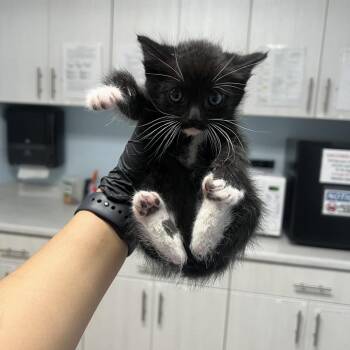 Woody -  Domestic Short Hair Cat for Adoption in Riverside, California - Woody | PetCurious