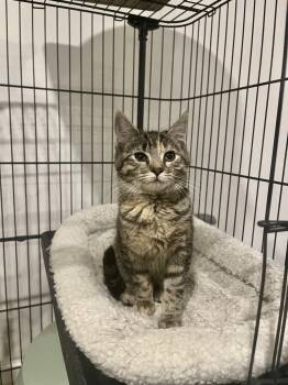 Krimpet -  Tabby Cat for Adoption in Avondale, Pennsylvania - Krimpet | PetCurious
