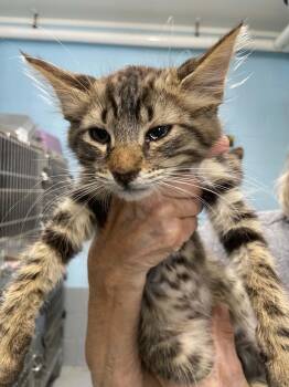 Independence - At shelter -  Domestic Medium Hair Cat for Adoption in Rustburg, Virginia - Independence - At Shelter | PetCurious
