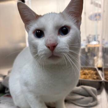 Jeff -  Domestic Short Hair Cat Available for Adoption in Corpus Christi, Texas - Jeff | PetCurious