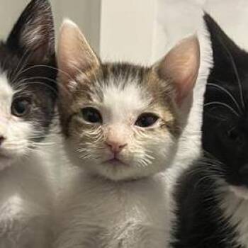Tiramisu -  Domestic Short Hair Cat Available for Adoption in Pasadena, California - Tiramisu | PetCurious
