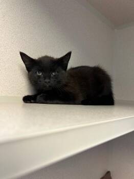 Rory -  Domestic Short Hair Cat for Adoption in Morgantown, Kentucky - Rory | PetCurious