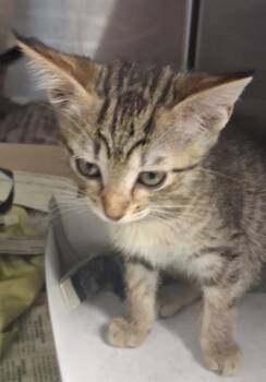 CINDERELLA -  Domestic Short Hair Cat for Adoption in San Antonio, Texas - CINDERELLA | PetCurious