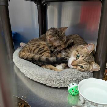 Domestic Short Hair Cats Available for Adoption in Falls Church, Virginia - T&D: Tigger | PetCurious