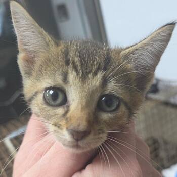 Petunia -  Domestic Short Hair Cat for Adoption in Madisonville, Kentucky - Petunia | PetCurious