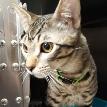 Sharpie -  Domestic Short Hair Cat for Adoption in Spokane, Washington - Sharpie | PetCurious