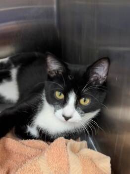 Enchilada -  Domestic Short Hair Cat for Adoption in Little Rock, Arkansas - Enchilada | PetCurious