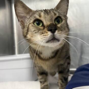 Ambra -  Bengal Cat for Adoption in Sunrise, Florida - Ambra | PetCurious