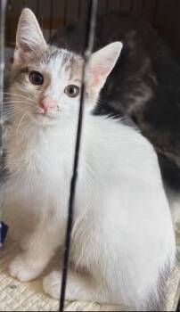 Rescue Domestic Short Hair Cats for Adoption in Evans City, Pennsylvania - Mocha | PetCurious