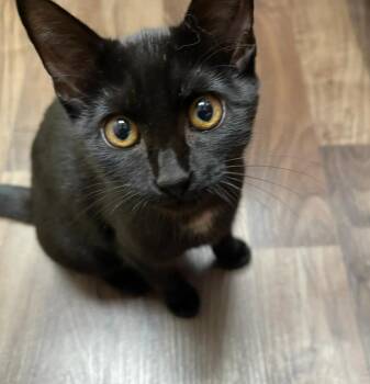 Rescue Domestic Short Hair Cats for Adoption in Monroe, North Carolina - Maleficent | PetCurious