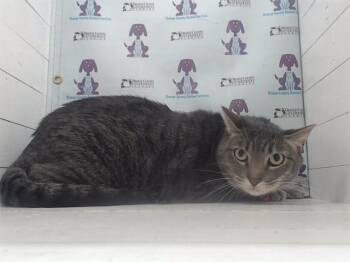 Domestic Short Hair Cats Available for Adoption in Orlando, Florida - PRINCE | PetCurious