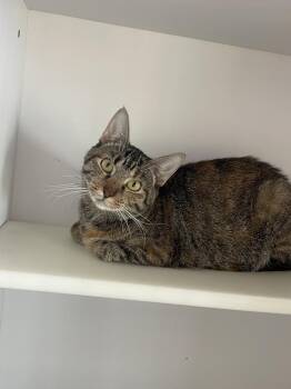 Career -  Domestic Short Hair Cat for Adoption in Bolivar, Missouri - Career | PetCurious