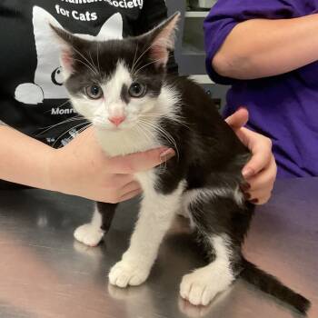 Rescue Domestic Short Hair Cats for Adoption in Monroe, Louisiana - Beauregard | PetCurious