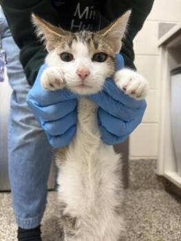 Loki -  Domestic Short Hair Cat for Adoption in Westland, Michigan - Loki | PetCurious