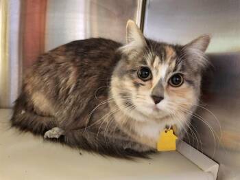 Domestic Medium Hair Cats Available for Adoption - SASHA | PetCurious