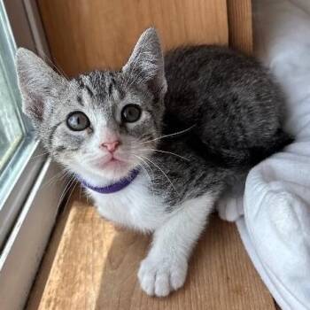 Poppy Woodville -  Tabby and Domestic Short Hair Cat for Adoption in Friendswood, Texas - Poppy Woodville | PetCurious