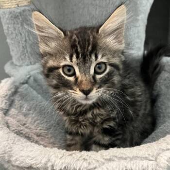 Paz -  Domestic Short Hair Cat for Adoption in Long Beach, California - Paz | PetCurious