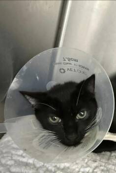 Rescue Domestic Short Hair Cats for Adoption in Annapolis, Maryland - Topaz | PetCurious