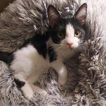 Rescue Domestic Short Hair Cats for Adoption in North Huntingdon, Pennsylvania - Waffle | PetCurious
