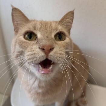 Rescue Domestic Short Hair Cats for Adoption in Humble, Texas - Bagel | PetCurious