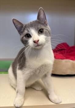 Rescue Domestic Short Hair Cats for Adoption in Butler, New Jersey - Ted | PetCurious