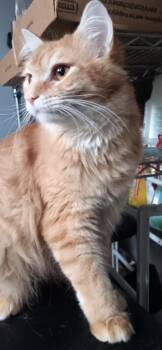 Rescue Domestic Long Hair Cats for Adoption in Union City, New Jersey - Mist | PetCurious