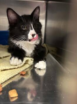 Pagani -  Domestic Medium Hair Cat for Adoption in Burlington, Iowa - Pagani | PetCurious