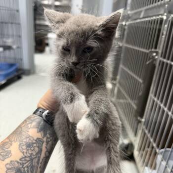 Muscadine -  Domestic Short Hair Cat for Adoption in Falls Church, Virginia - Muscadine | PetCurious