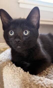 Domestic Short Hair Cats Available for Adoption in Ferndale, Michigan - Nox | PetCurious