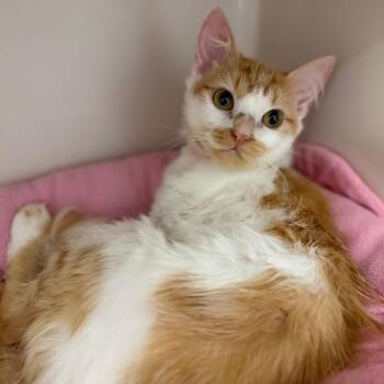Kelsey -  Domestic Medium Hair Cat for Adoption in Sarasota, Florida - Kelsey | PetCurious