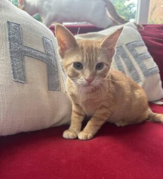 Lynx -  Tabby and Domestic Short Hair Cat for Adoption in Cincinnati, Ohio - Lynx | PetCurious