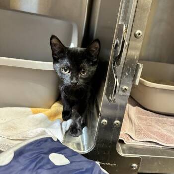 Dear Maria, Count Me In -  Domestic Short Hair Cat for Adoption in Davenport, Iowa - Dear Maria, Count Me In | PetCurious
