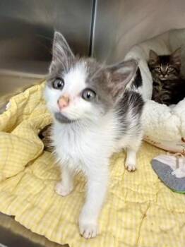 Toledo -  Domestic Short Hair Cat for Adoption in Petersburg, Virginia - Toledo | PetCurious