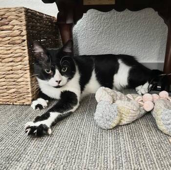 Stud Muffin  -  Domestic Short Hair Cat Available for Adoption in Benicia, California - Stud Muffin  | PetCurious