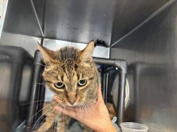 Joey The Sidekick -  Domestic Short Hair Cat for Adoption in New York, New York - Joey The Sidekick | PetCurious