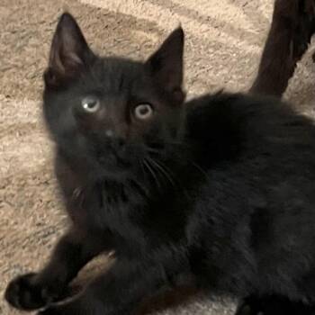 Binx -  Domestic Short Hair Cat for Adoption in Santa Rosa, California - Binx | PetCurious