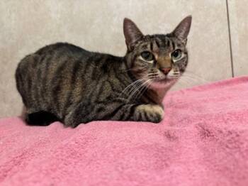 Rescue Domestic Short Hair Cats for Adoption in Fort Worth, Texas - Mochi | PetCurious
